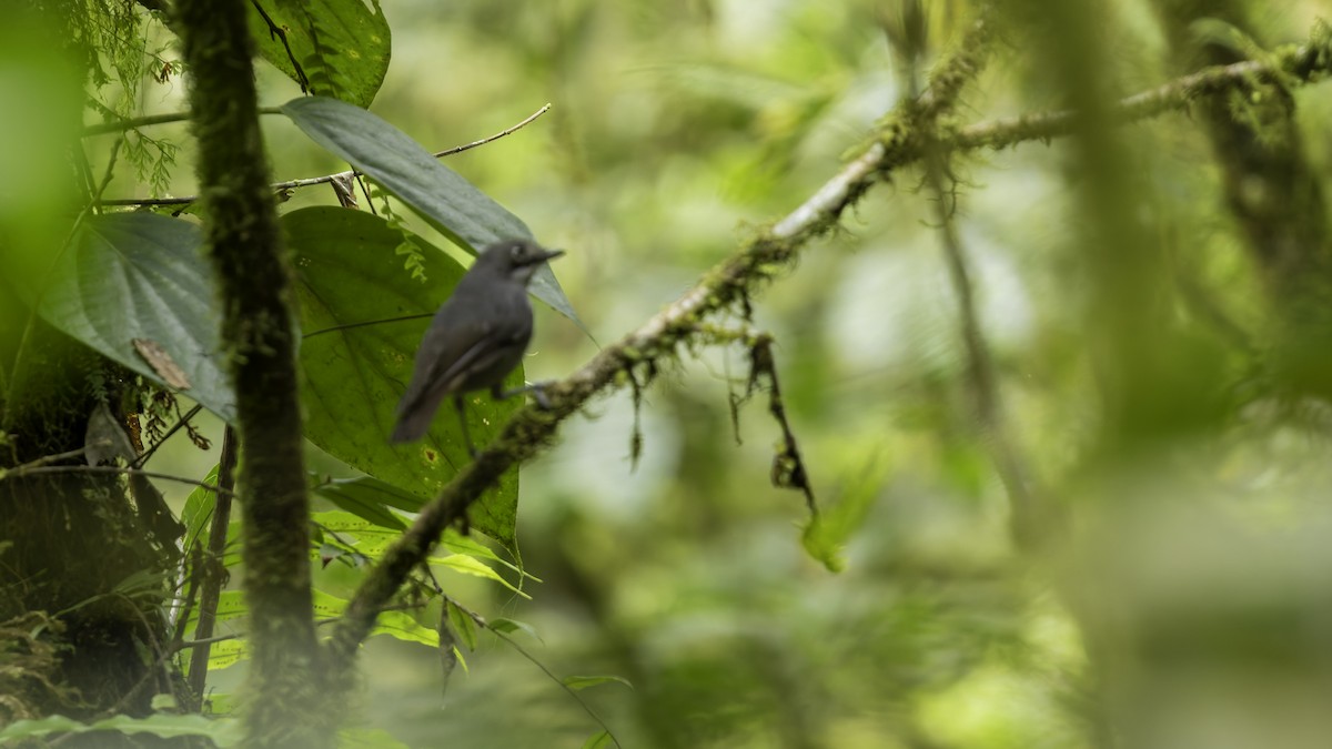 White-eyed Robin - ML623236644