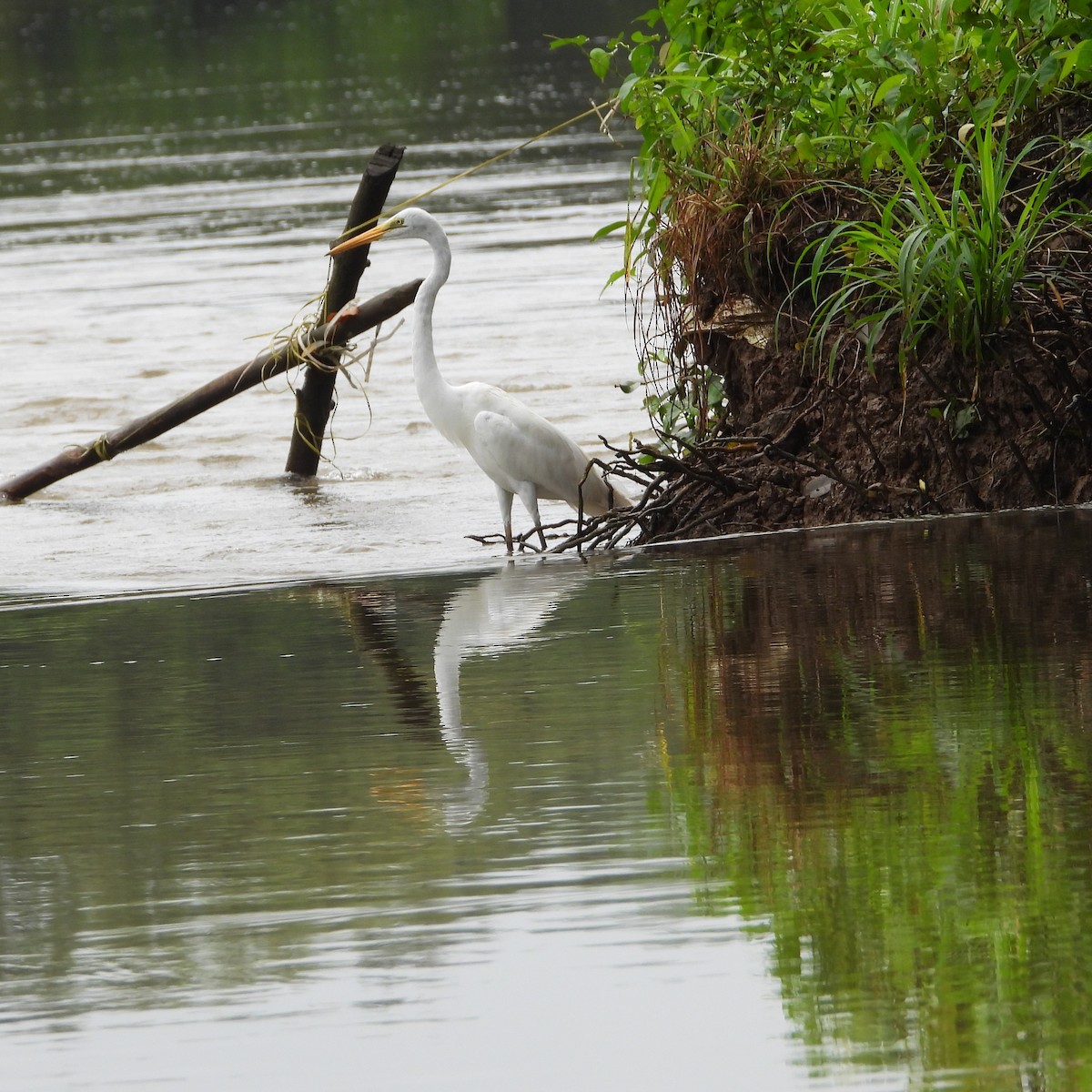 Great Egret - Ranjeet Rane