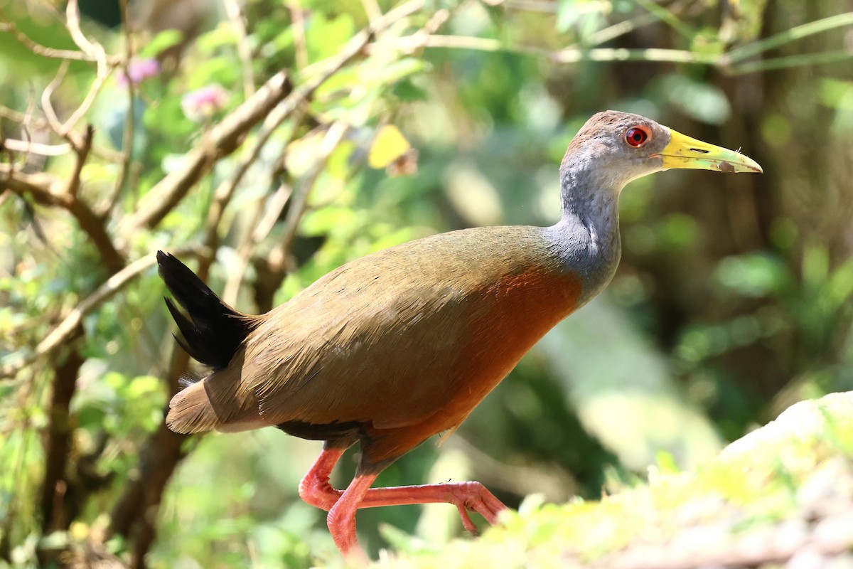 Gray-cowled Wood-Rail - ML623236649