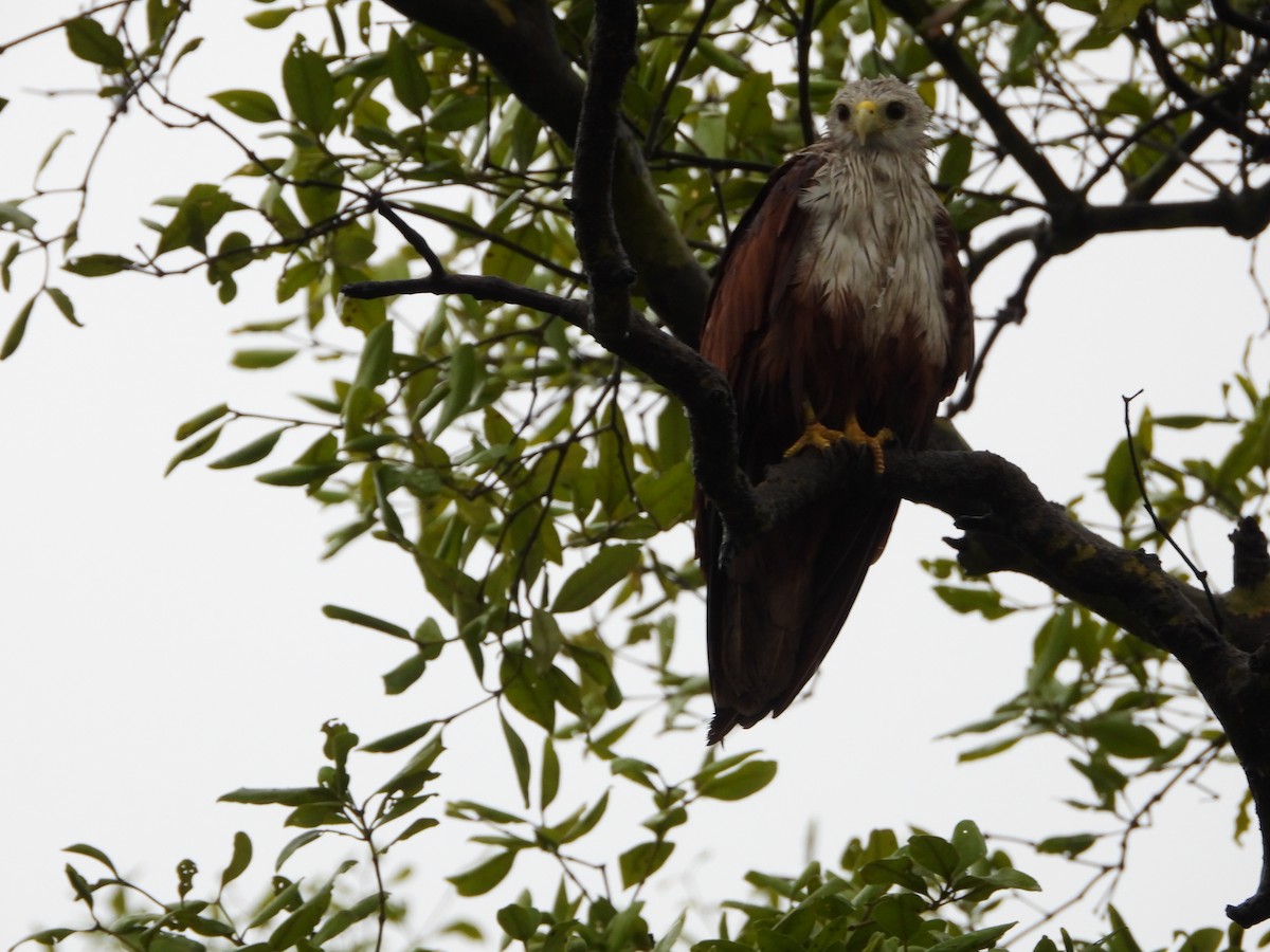 Brahminy Kite - ML623236653