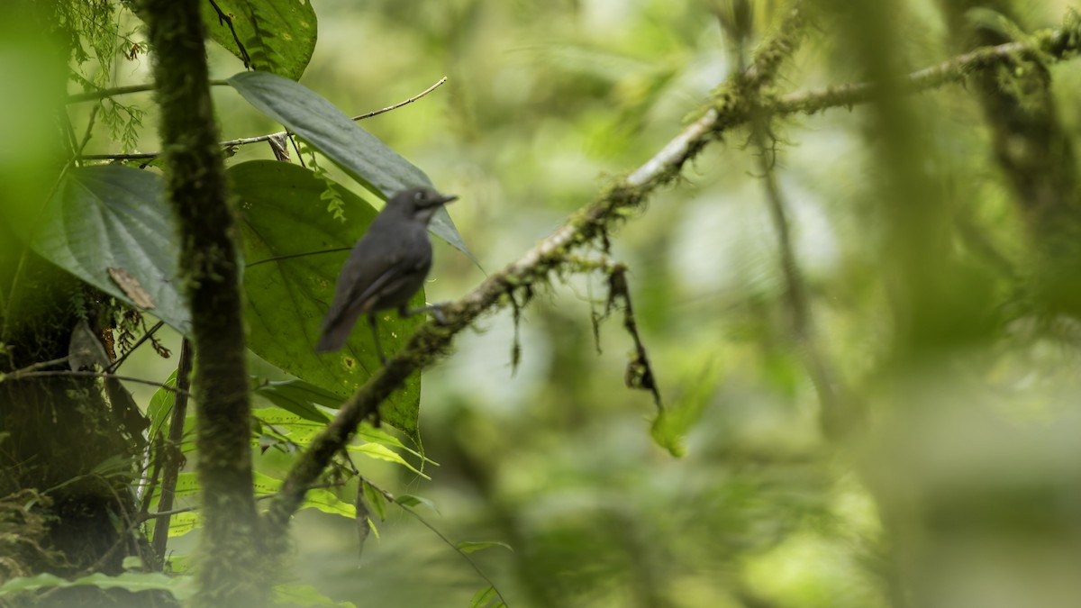 White-eyed Robin - ML623236655