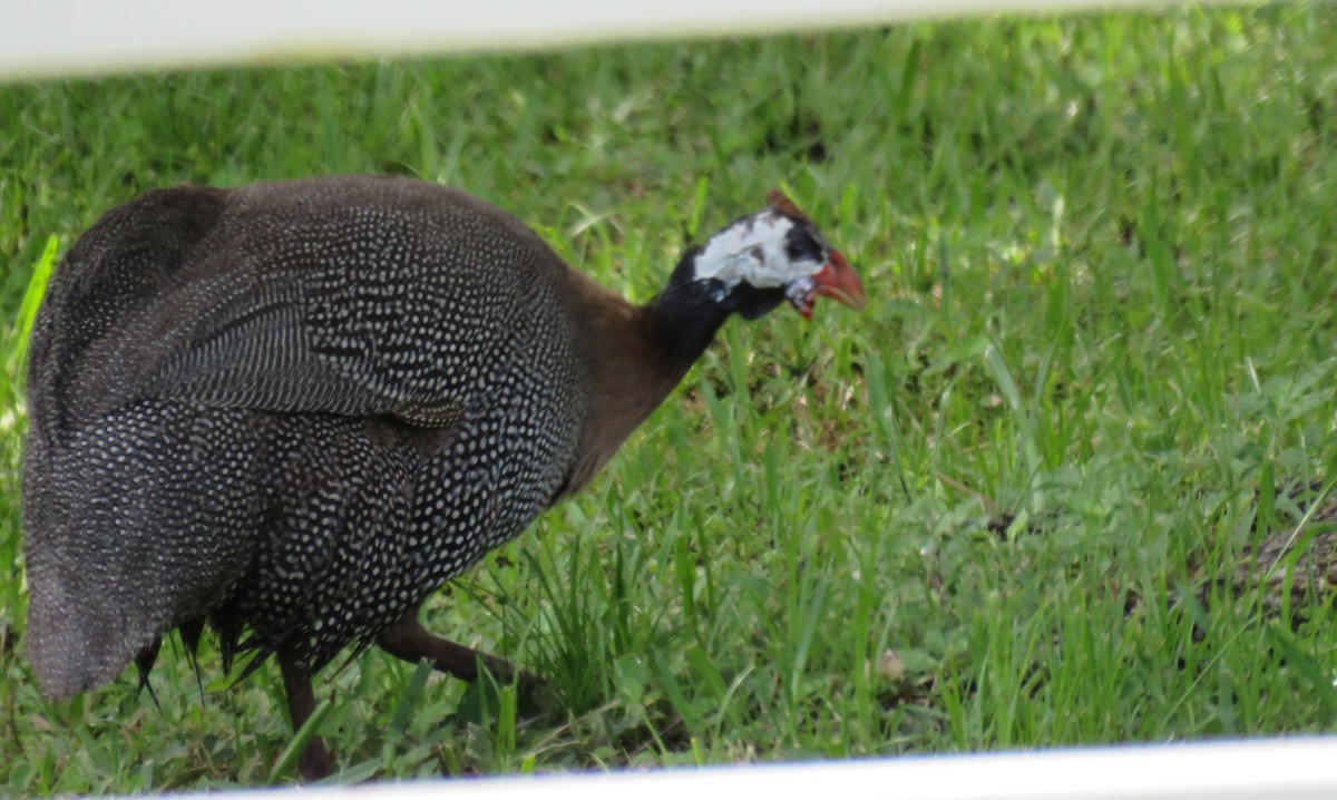 Helmeted Guineafowl (Domestic type) - ML623236680