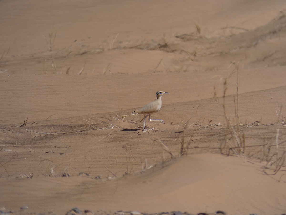 Cream-colored Courser - Cathryn Pritchard