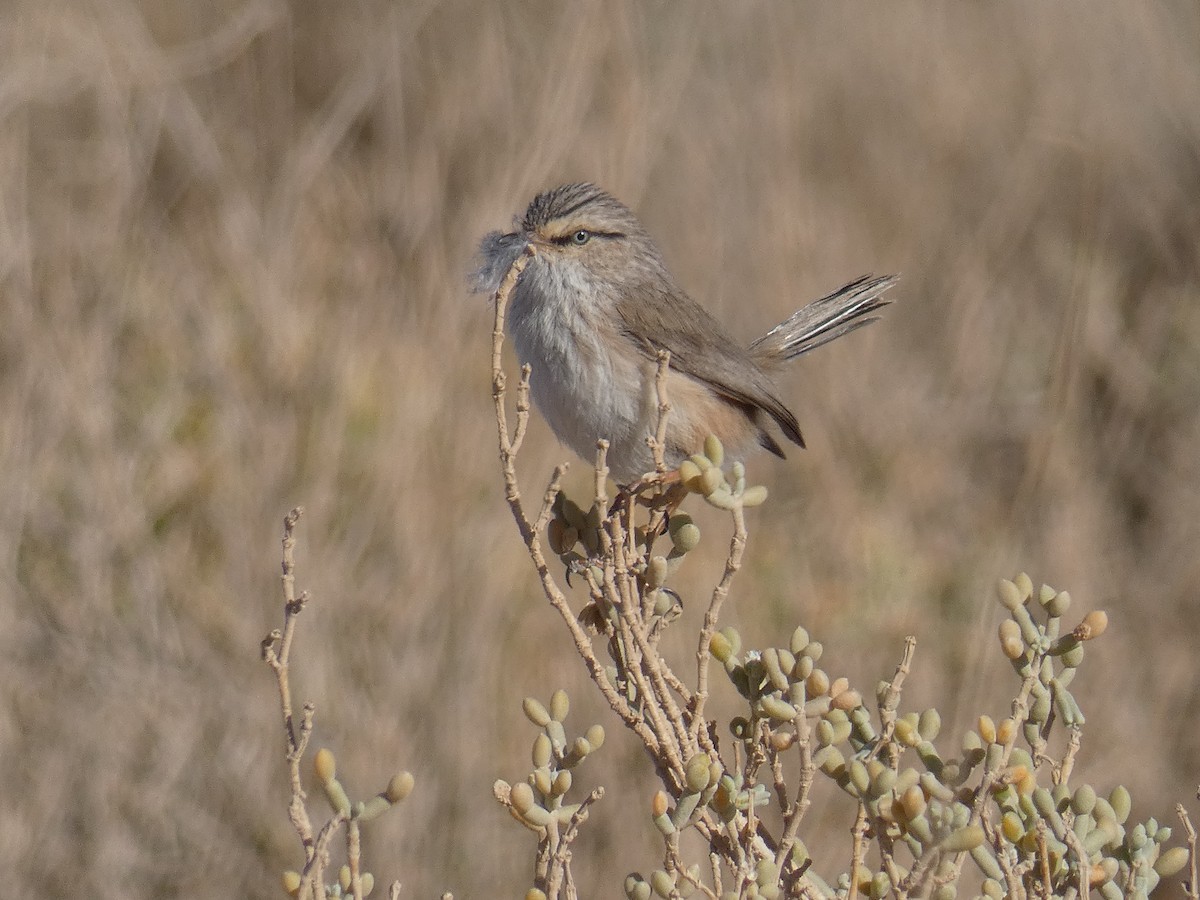 Scrub Warbler - ML623236724