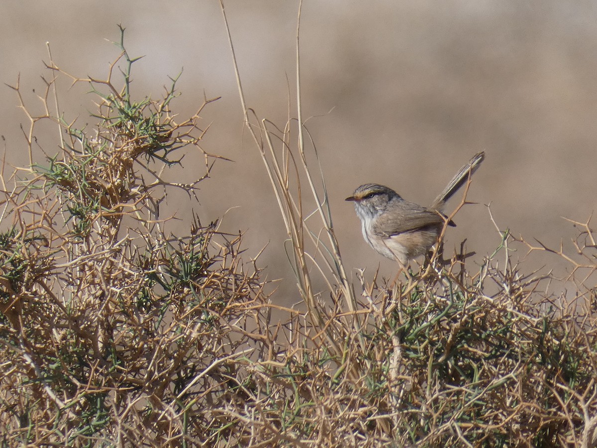 Scrub Warbler - ML623236727