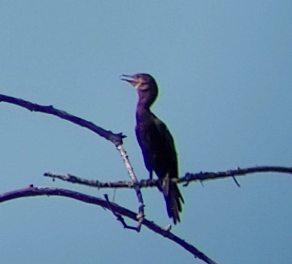 Neotropic Cormorant - ML623236752