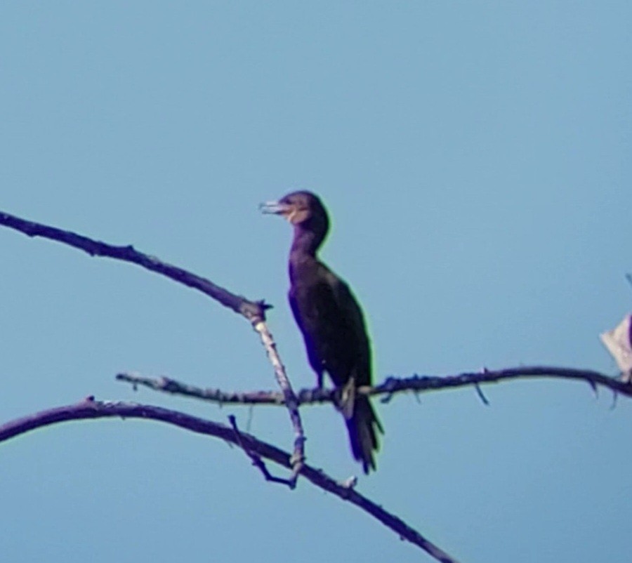 Neotropic Cormorant - ML623236753