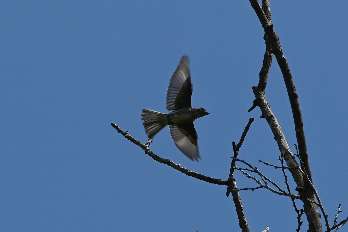 Olive-sided Flycatcher - ML623236771