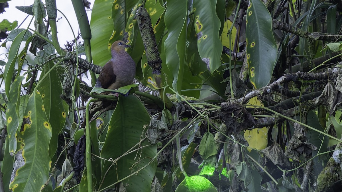 Amboyna Cuckoo-Dove - Robert Tizard