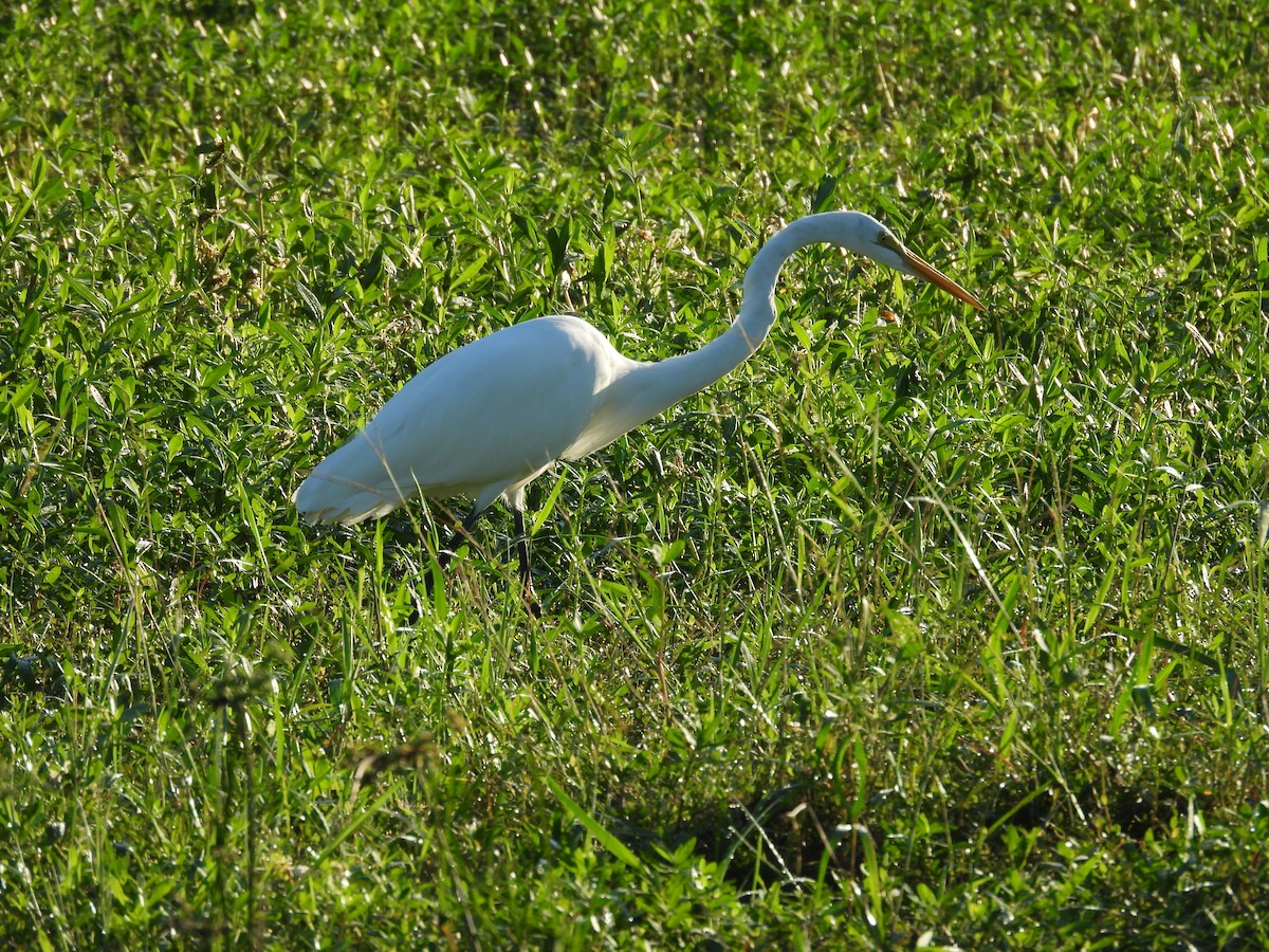 Great Egret - ML623236963