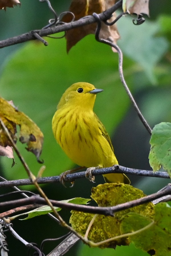 Yellow Warbler - ML623236997