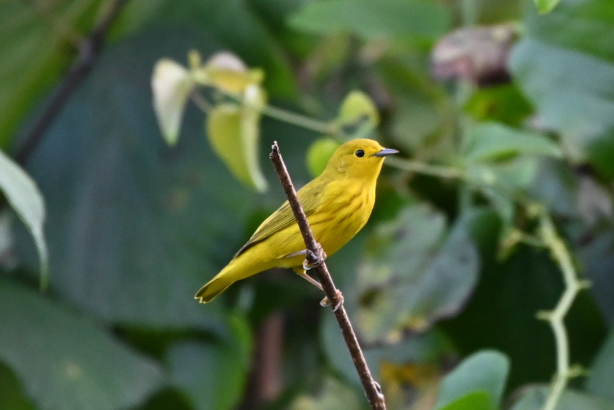 Yellow Warbler - ML623236998