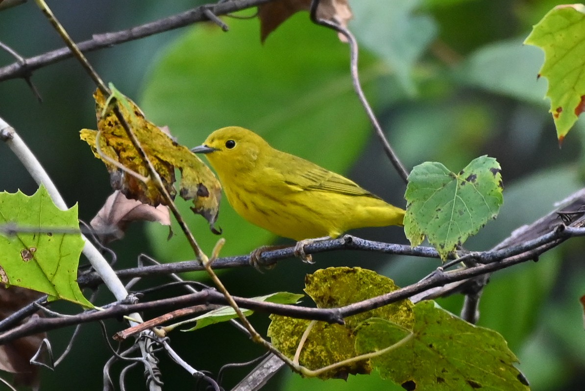 Yellow Warbler - ML623236999