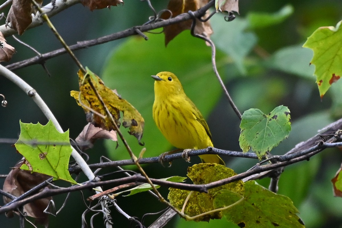 Yellow Warbler - ML623237000