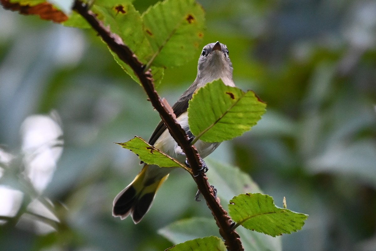 American Redstart - ML623237014