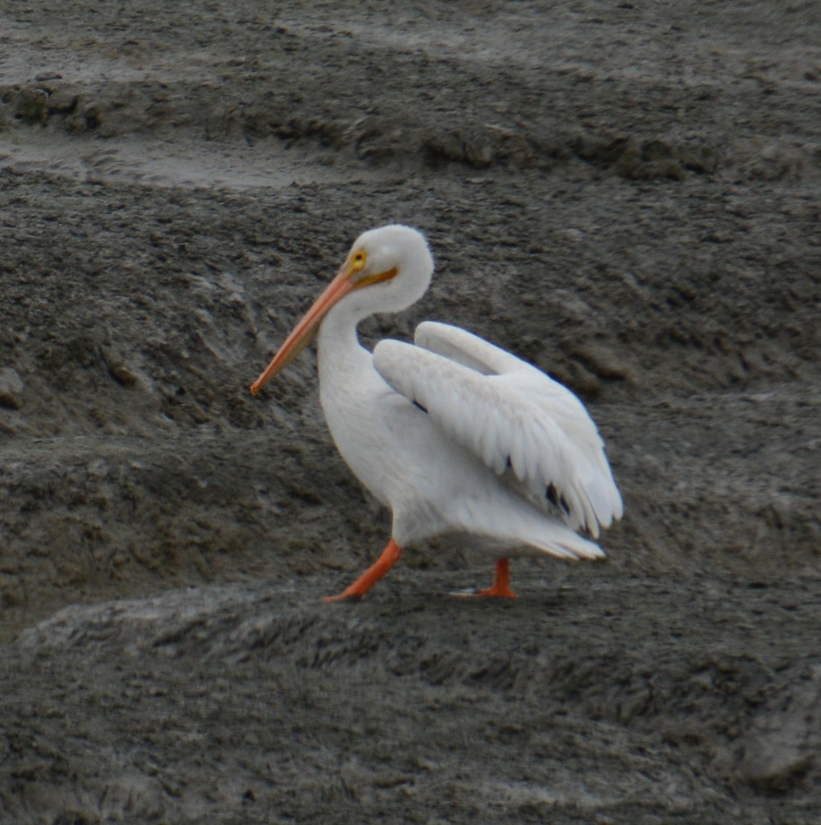 American White Pelican - ML623237017