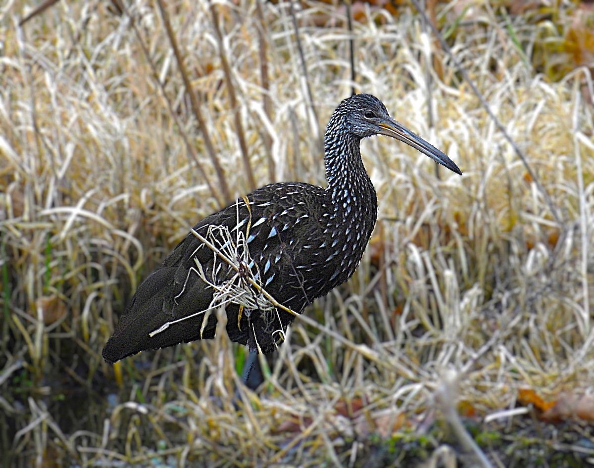 Limpkin - ML623237021