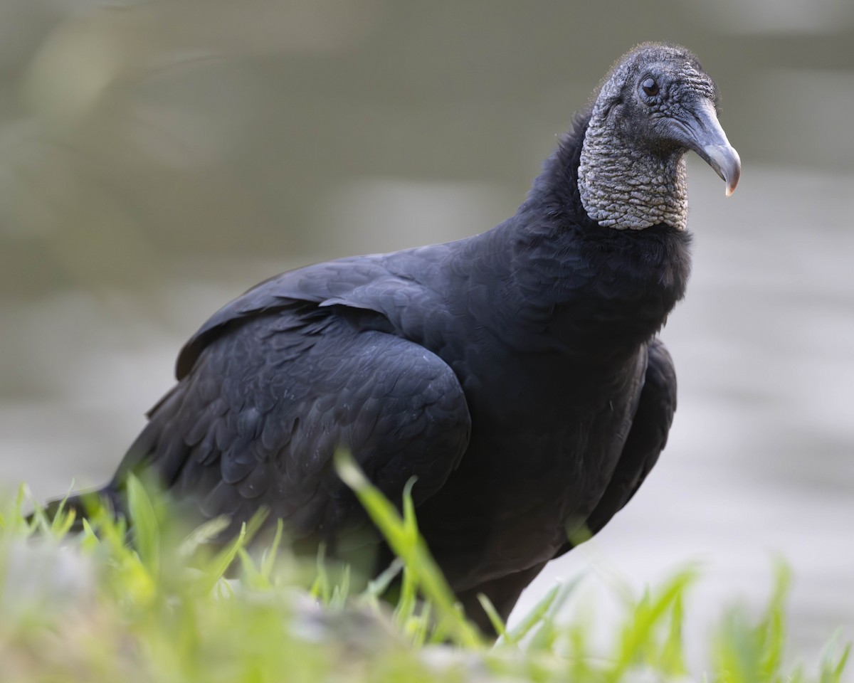 Black Vulture - ML623237027