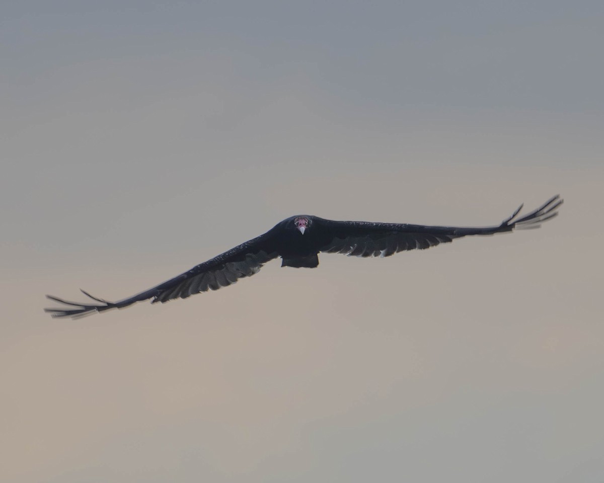 Turkey Vulture - ML623237037