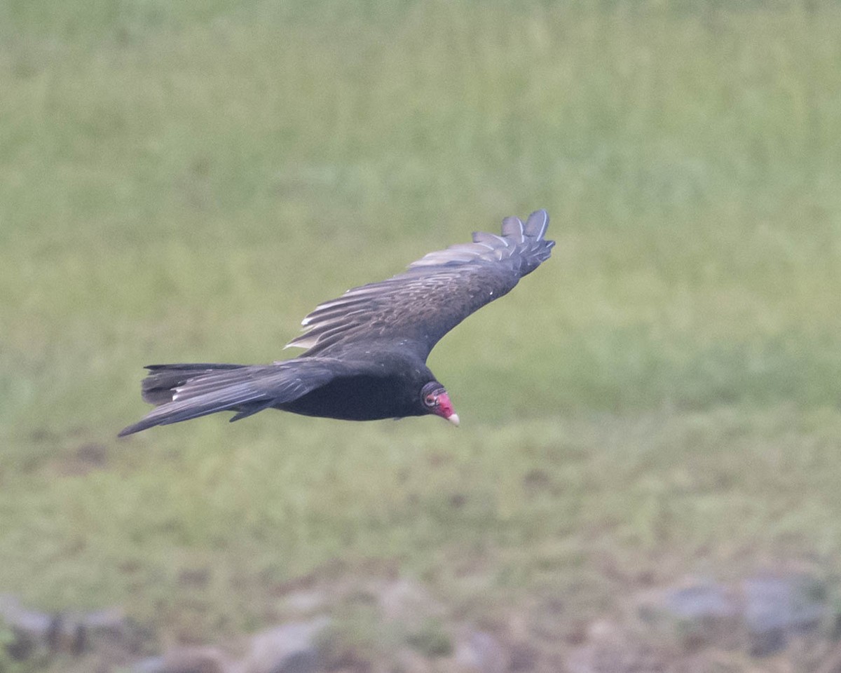 Turkey Vulture - ML623237038