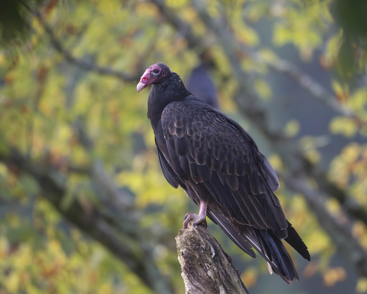 Turkey Vulture - ML623237039