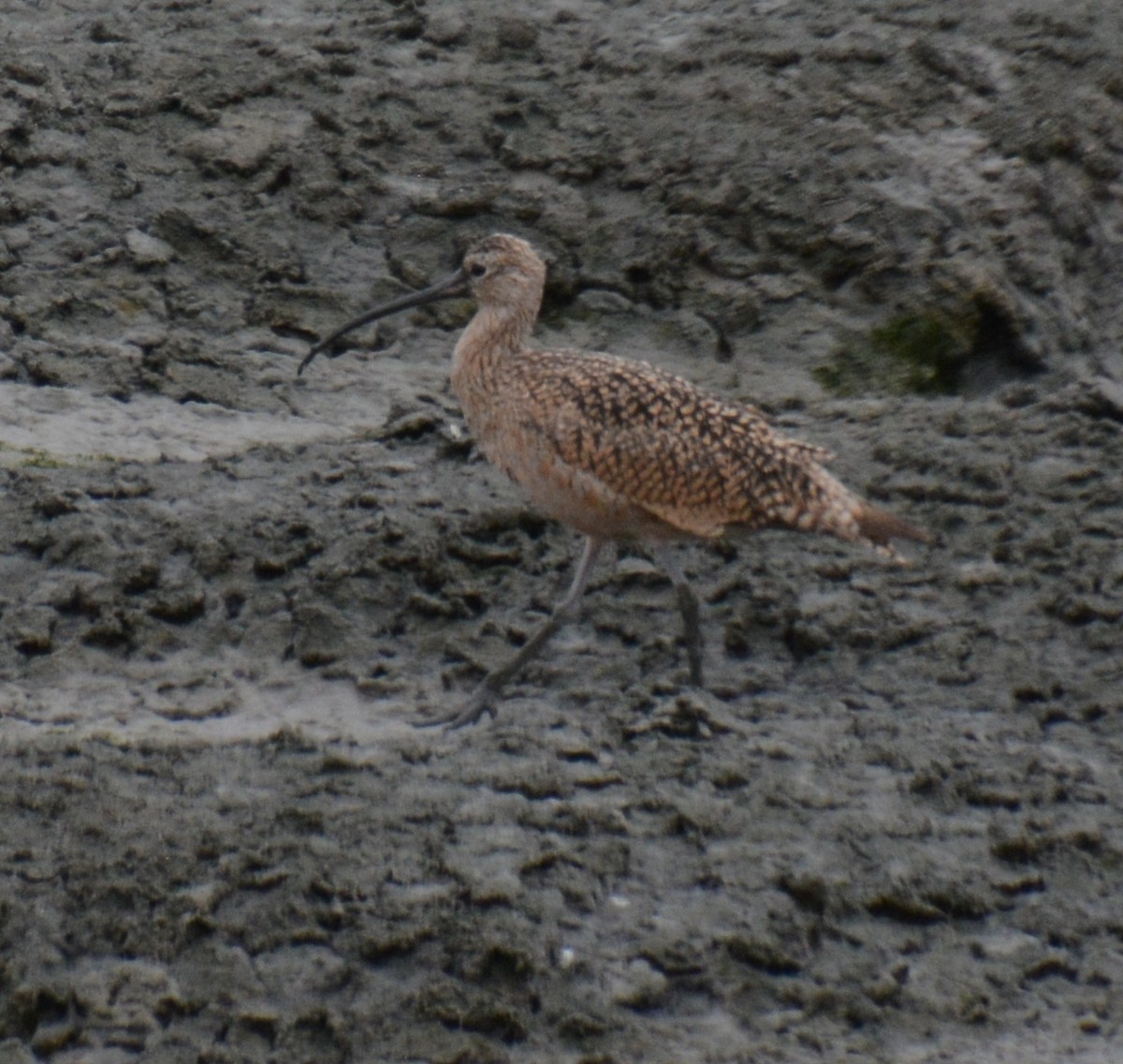 Long-billed Curlew - ML623237043