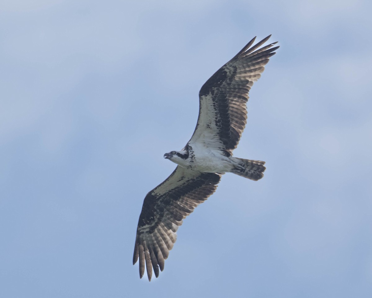 Osprey - ML623237044