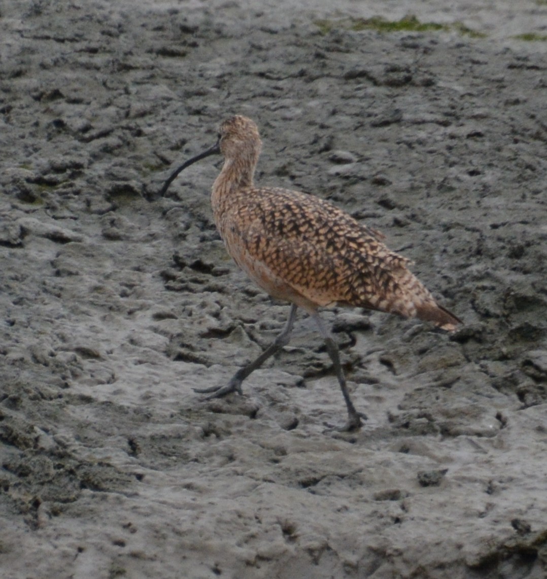 Long-billed Curlew - ML623237046