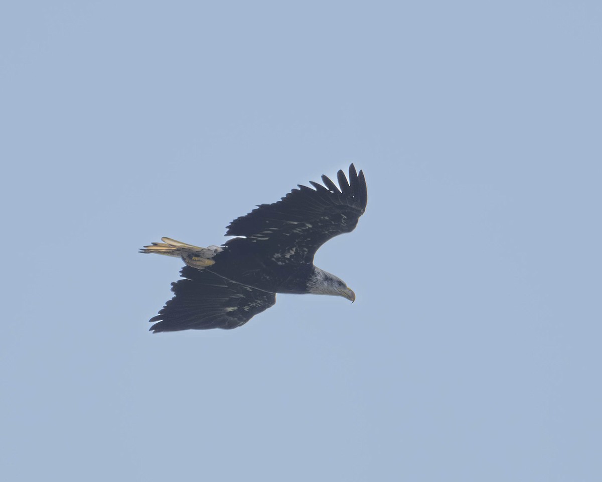 Bald Eagle - ML623237058