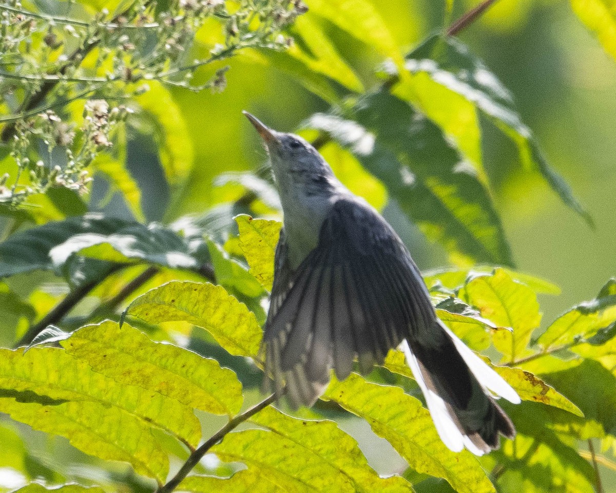 Blue-gray Gnatcatcher - ML623237070