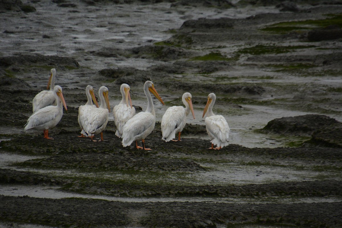 American White Pelican - ML623237071