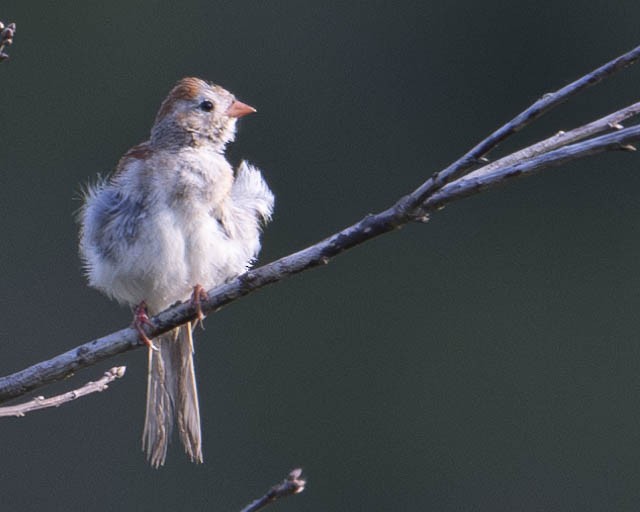 Field Sparrow - ML623237081