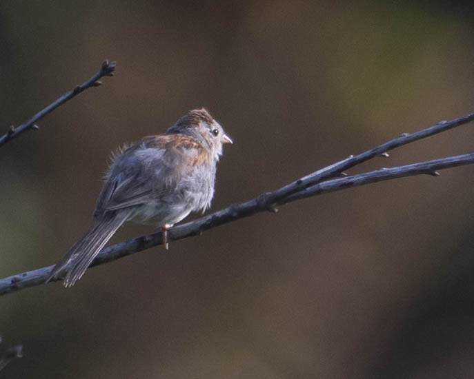 Field Sparrow - ML623237082