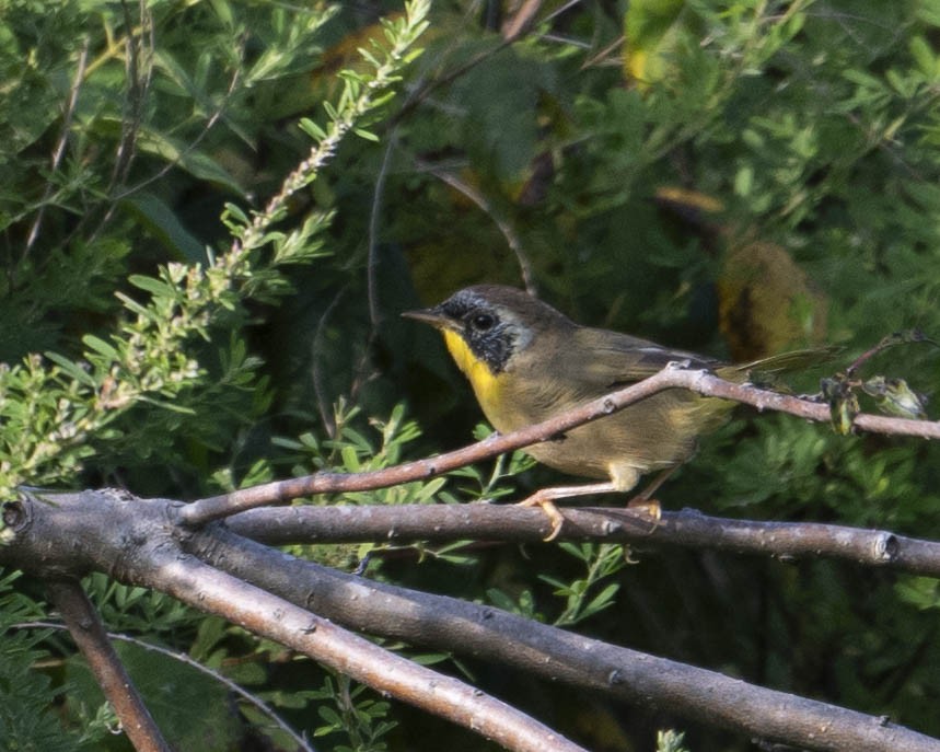 Common Yellowthroat - ML623237087