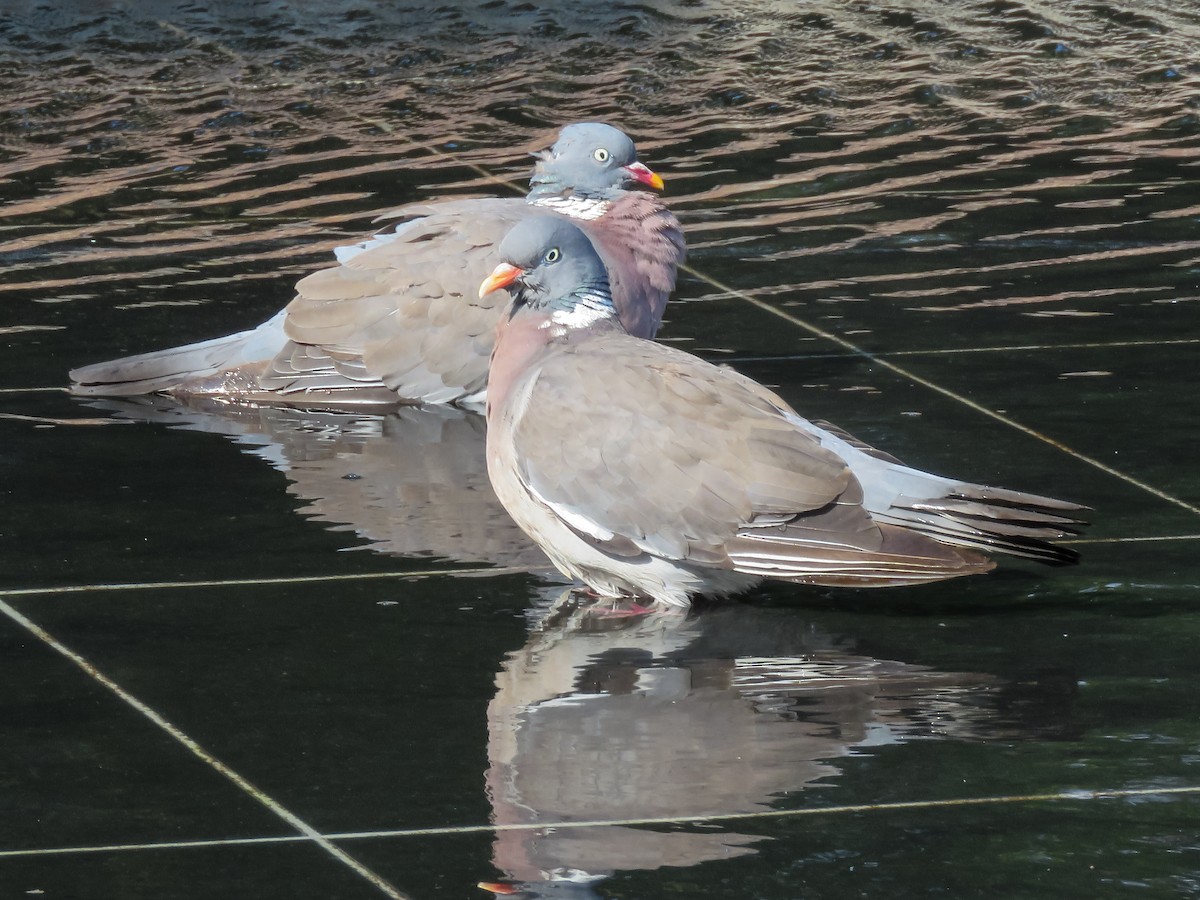 Common Wood-Pigeon - ML623237088