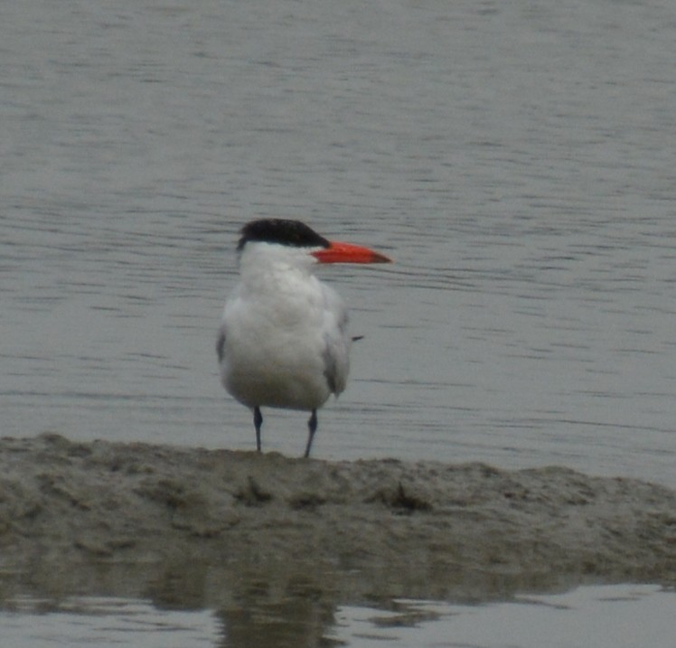 Caspian Tern - ML623237090