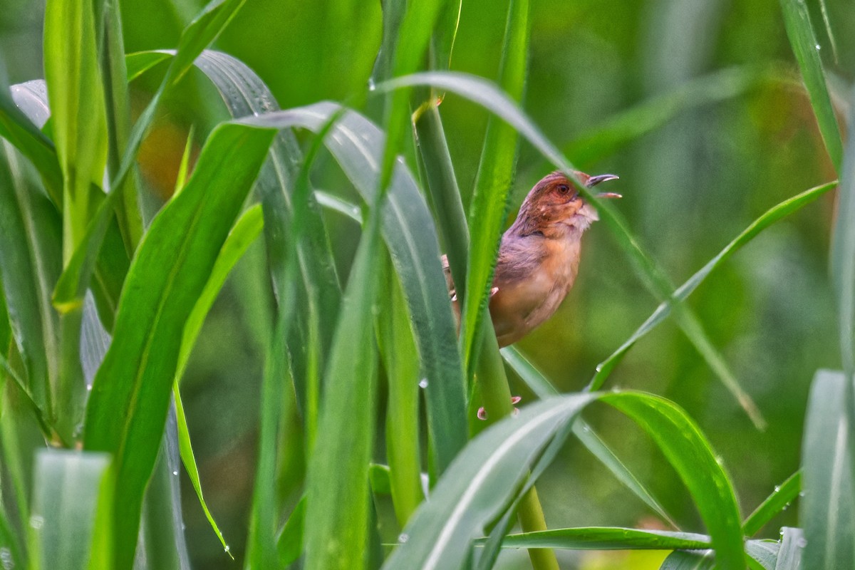 Red-faced Cisticola - ML623237097