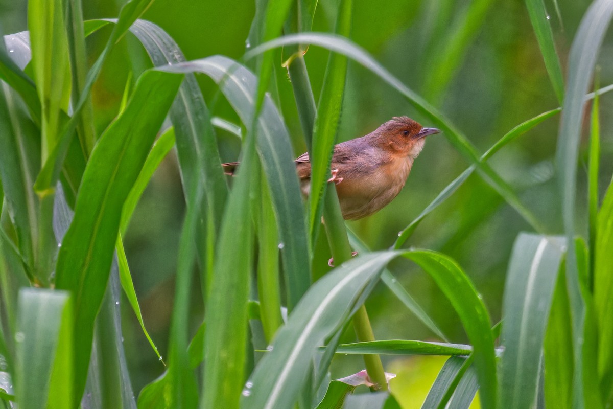 Red-faced Cisticola - ML623237098