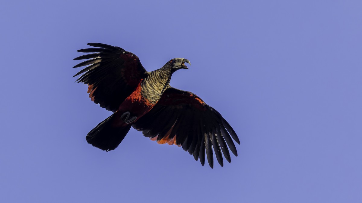 Pesquet's Parrot - ML623237100