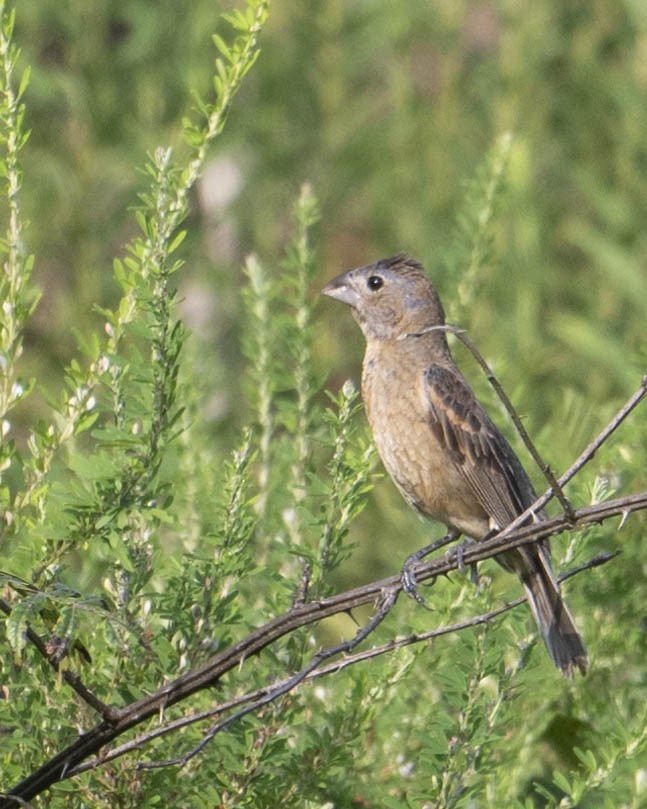 Blue Grosbeak - ML623237104