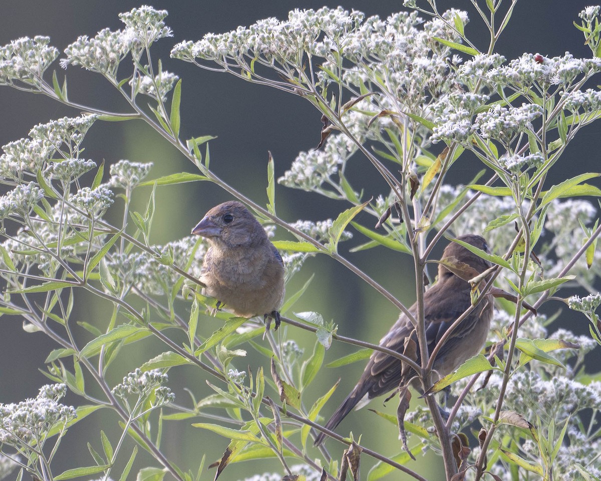 Blue Grosbeak - ML623237105