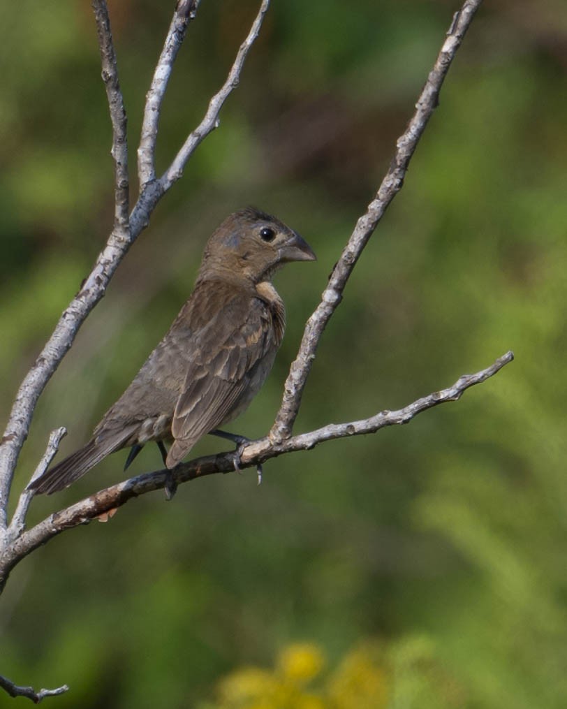 Blue Grosbeak - ML623237106