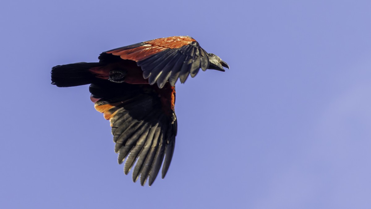 Pesquet's Parrot - ML623237117