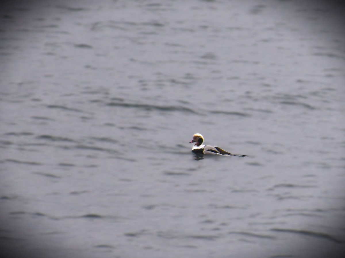 Long-tailed Duck - ML623237129