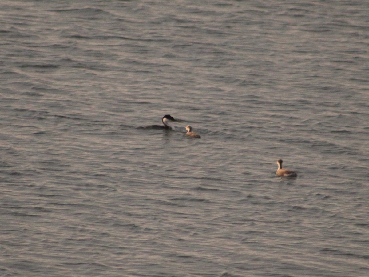 Western Grebe - ML623237167