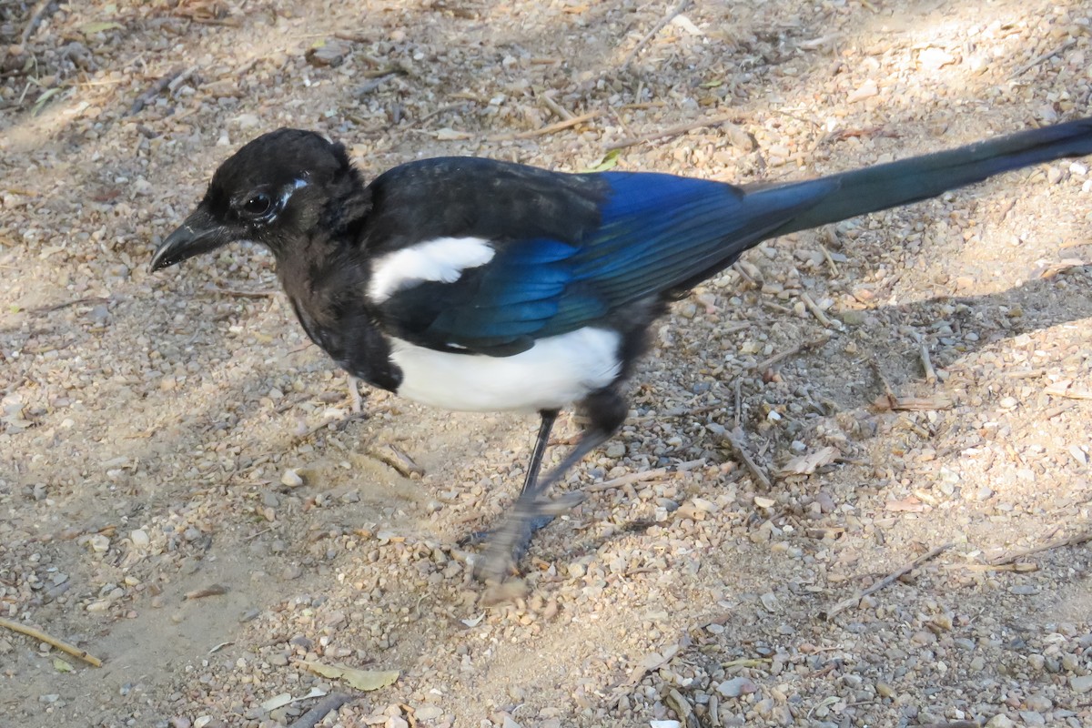 Eurasian Magpie - ML623237171