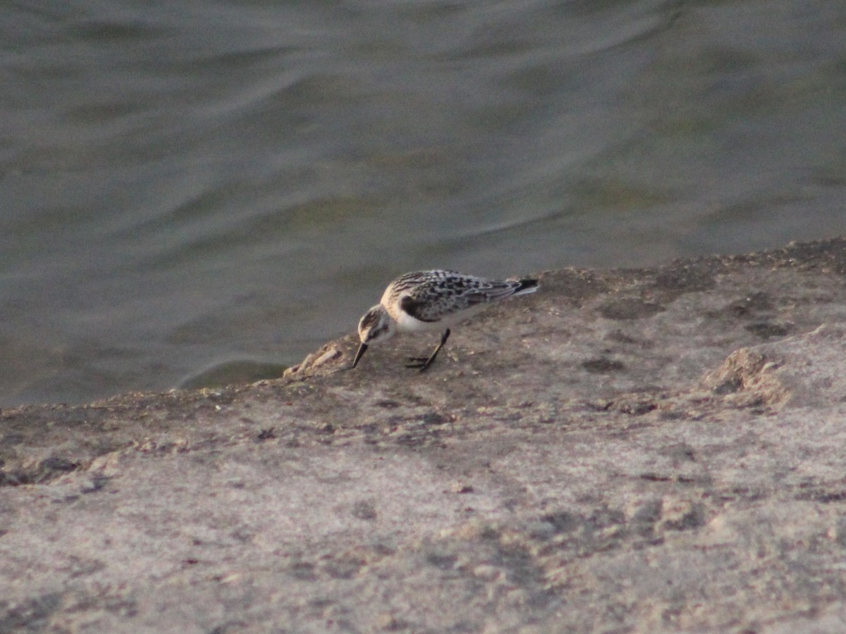 Bécasseau sanderling - ML623237179