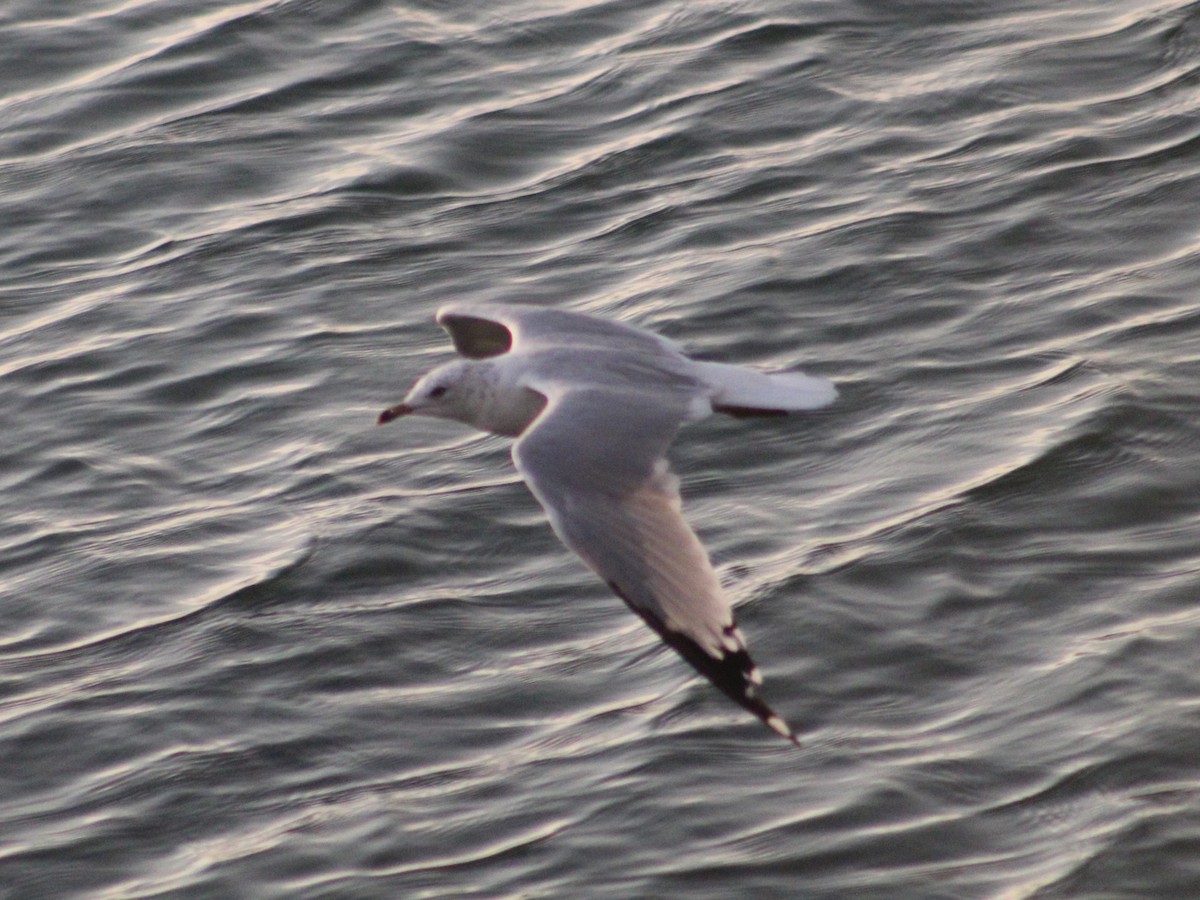 Ring-billed Gull - ML623237185