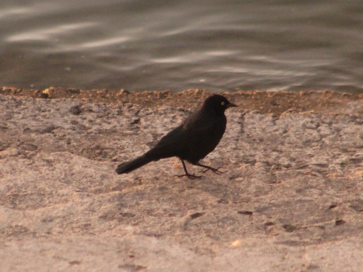 Brewer's Blackbird - ML623237195