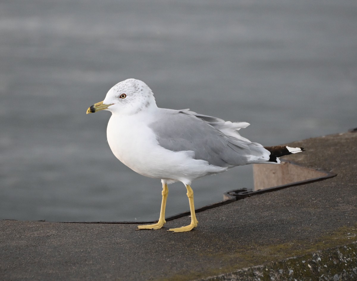 Gaviota de Delaware - ML623237201